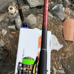 ようやくチヌらしいチヌ