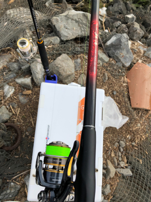 ようやくチヌらしいチヌ