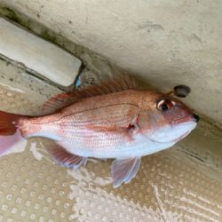 メバル　　鯛　　たかみ丸　　中潮