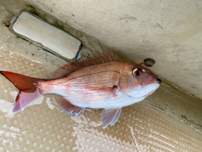 メバル　　鯛　　たかみ丸　　中潮