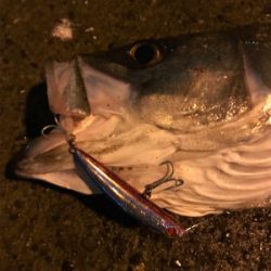 仕事帰りシーバス