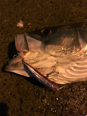 仕事帰りシーバス