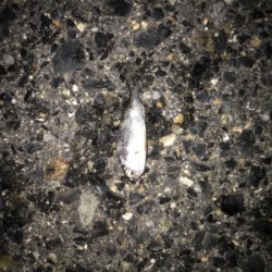 良いサイズが増えてきました