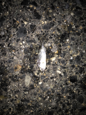 良いサイズが増えてきました