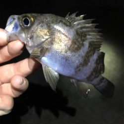 雨上がりのライトゲーム