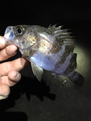 雨上がりのライトゲーム