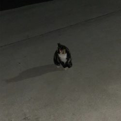 ガシラパーティー