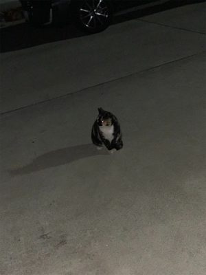 ガシラパーティー