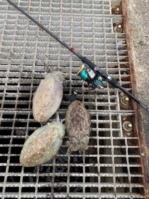 コウイカ狙いのショアティップラン！