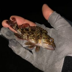 大潮最終回遊アジ調査♪