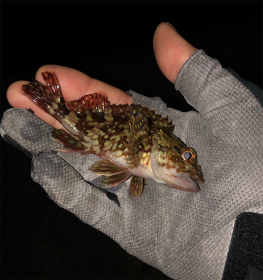 大潮最終回遊アジ調査♪