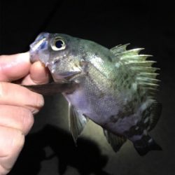 明石でライトゲーム