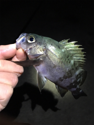 明石でライトゲーム