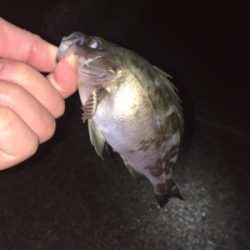 雨のライトゲーム