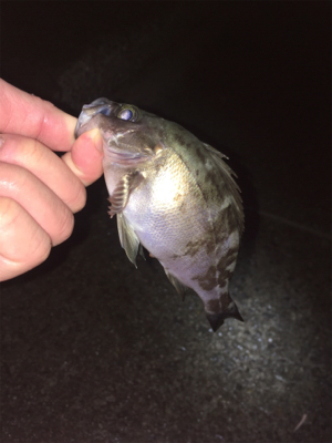 雨のライトゲーム