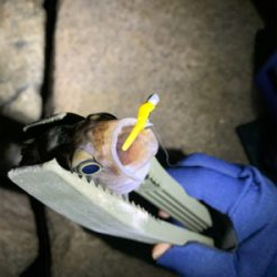 停めれないし、釣れない