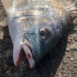 アクション大事！