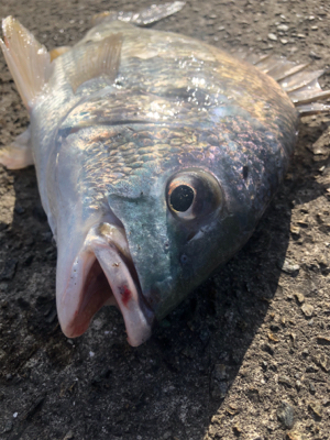 アクション大事！