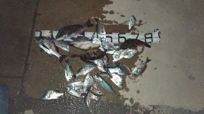 1/2釣果タチウオチヌメバル豆アジサバ