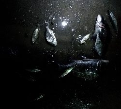 1/12釣果チヌ6枚グレタチウオメバルサバ中アジ豆アジボラ