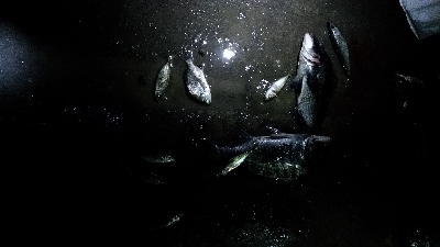 1/12釣果チヌ6枚グレタチウオメバルサバ中アジ豆アジボラ