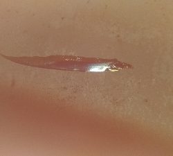 1/18釣果タチウオチヌグレキス豆アジ