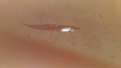 1/18釣果タチウオチヌグレキス豆アジ