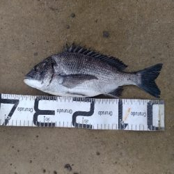 1/26釣果チヌ19枚グレ1枚