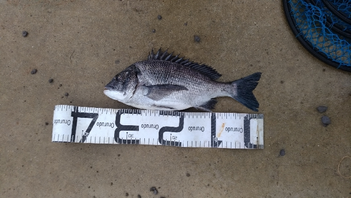 1/26釣果チヌ19枚グレ1枚