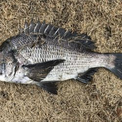 イチノ兄弟、釣果！
