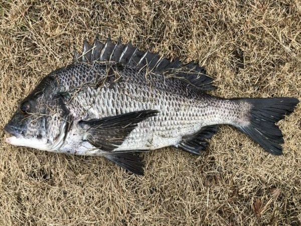 イチノ兄弟、釣果！