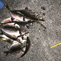 アジングオール