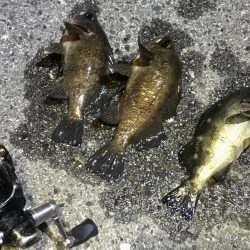 アジは何処へ？？