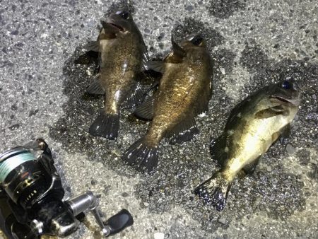 アジは何処へ？？