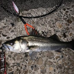 新春初釣り シーバス!!