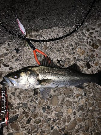 新春初釣り シーバス!!