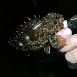 アジまだ居てました！！