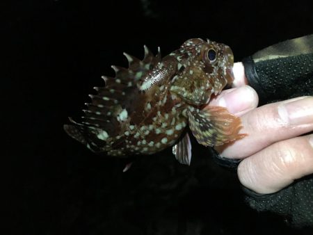 アジまだ居てました！！