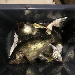 プラッキンアジ メバル