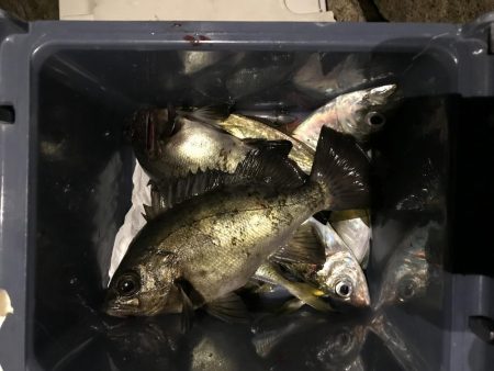 プラッキンアジ メバル