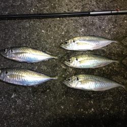 今週末もまた連日の淡路島!土曜日