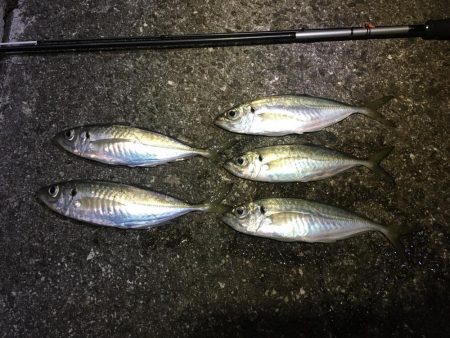 今週末もまた連日の淡路島！土曜日