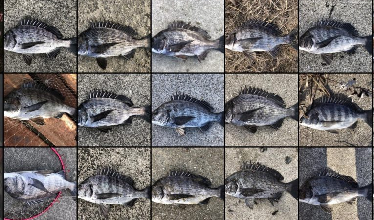 イチノ兄弟、釣果！