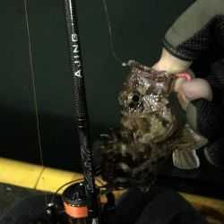 今年2回目のアジング