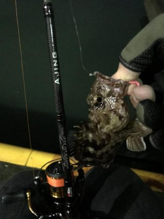 今年2回目のアジング