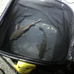 ガシララッシュのちメバル