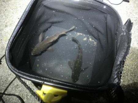 ガシララッシュのちメバル