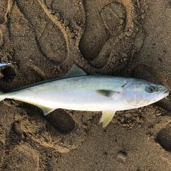 ハマチ？メジロ？