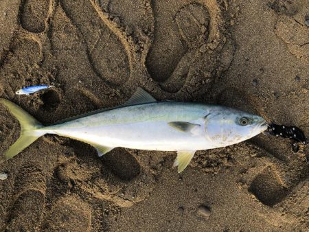 ハマチ？メジロ？