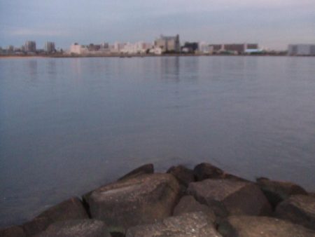 初釣りは、ボラ、コノシロ、チーバス